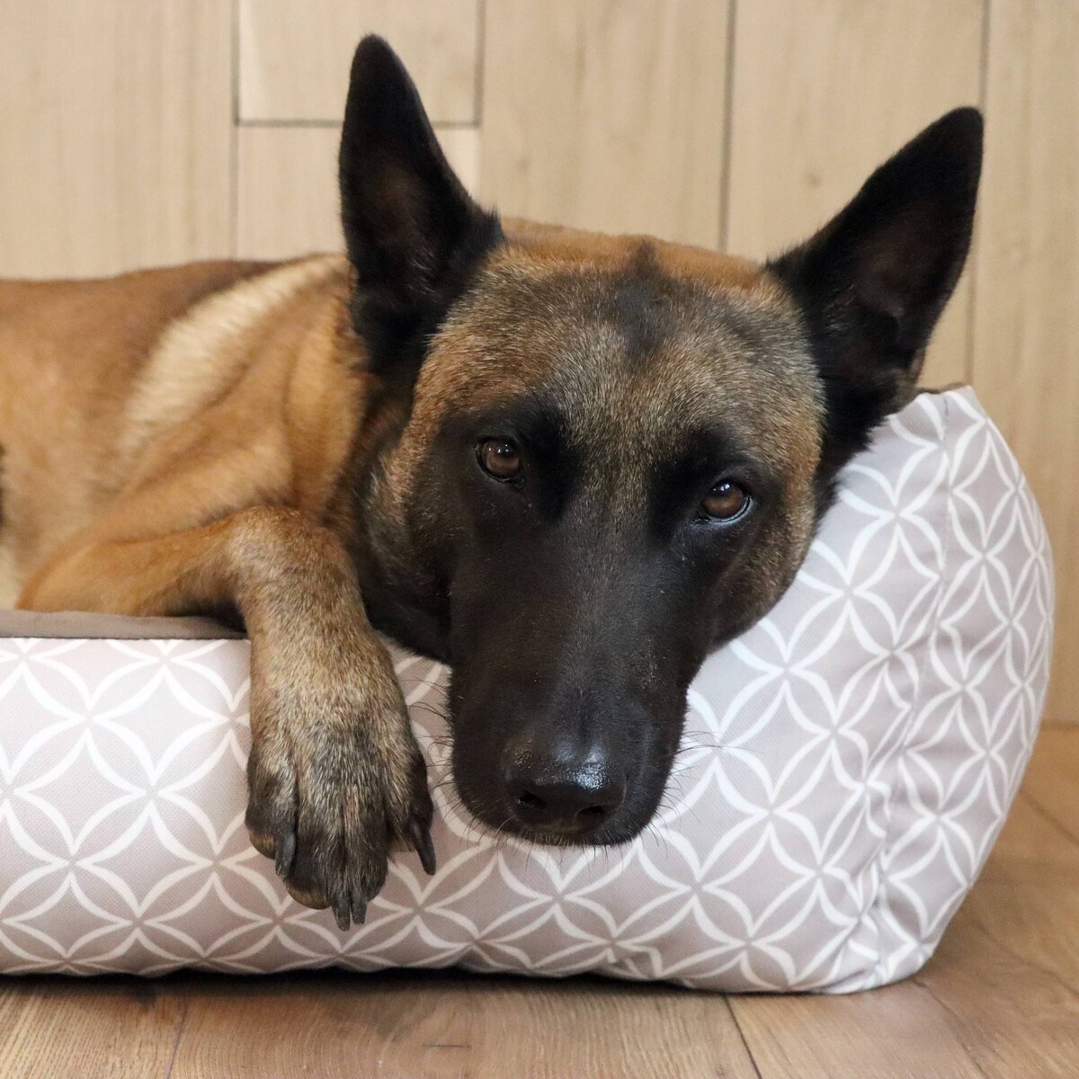 Stylowe legowisko dla kota OTTO, 60x40 cm, Brąz