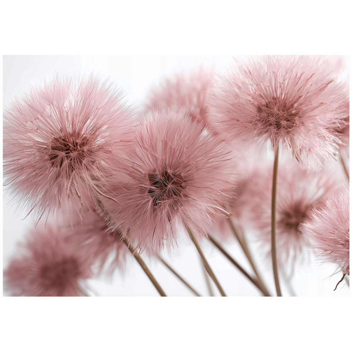 Fototapeta Do Sypialni Salonu Na Flizelinie Dmuchawce Natura Różowy 250x175