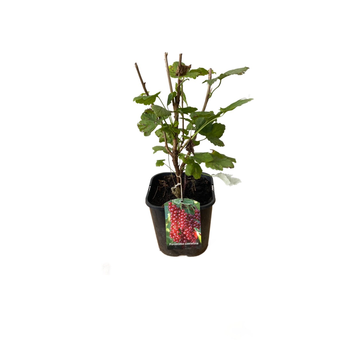 Porzeczka czerwona-Ribes rubrum Doniczka Ø 19 cm – Wysokość ok. 70 cm