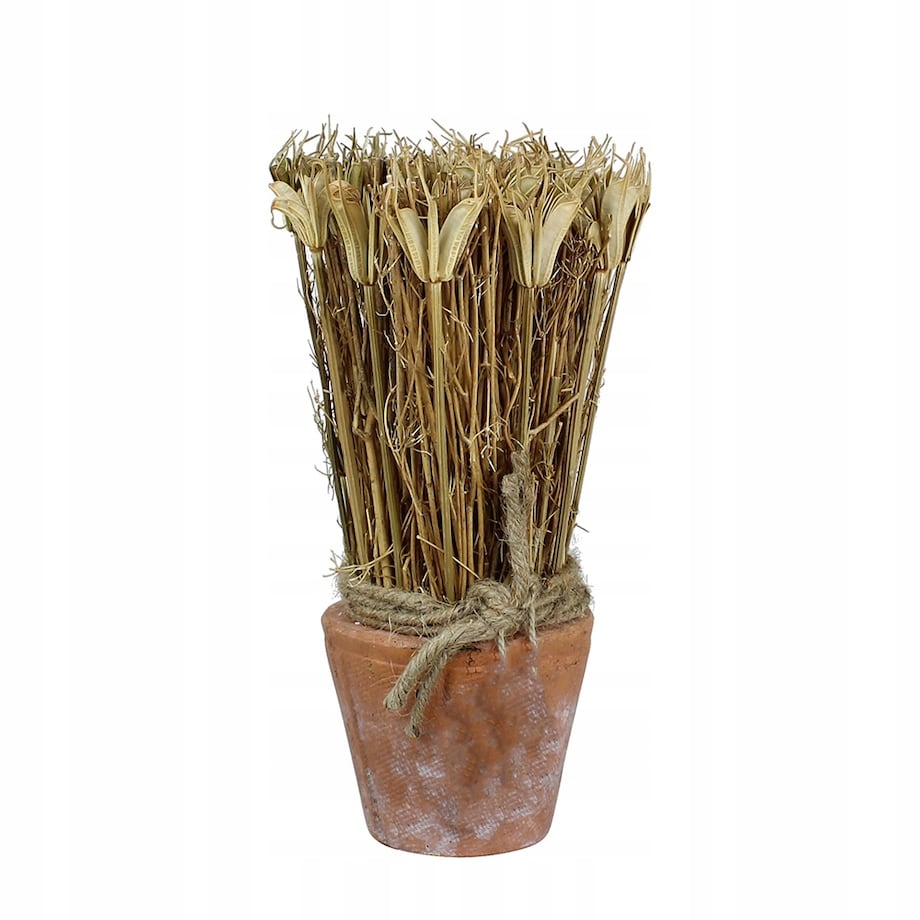 SUSZONA ROŚLINA w doniczce z terakoty wys. 20cm