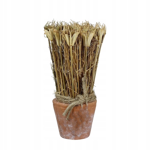 SUSZONA ROŚLINA w doniczce z terakoty wys. 20cm