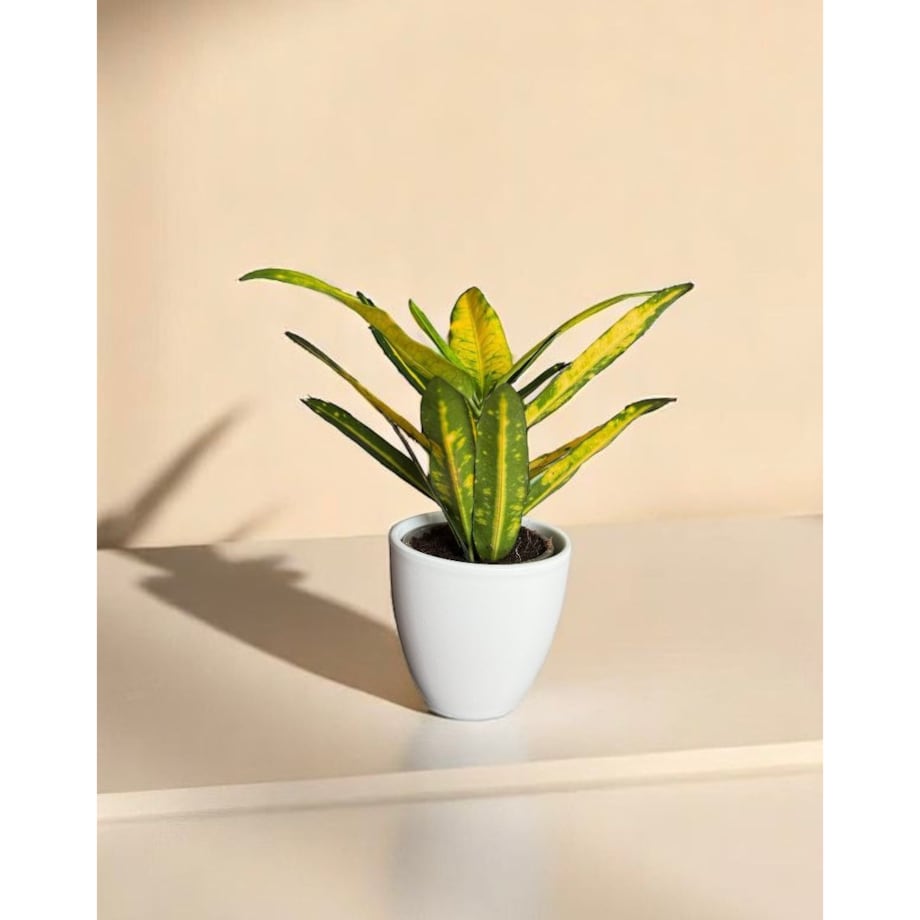 Codiaeum (Kroton) w ceramicznej doniczce – Ø 10 cm – wysokość 33 cm
