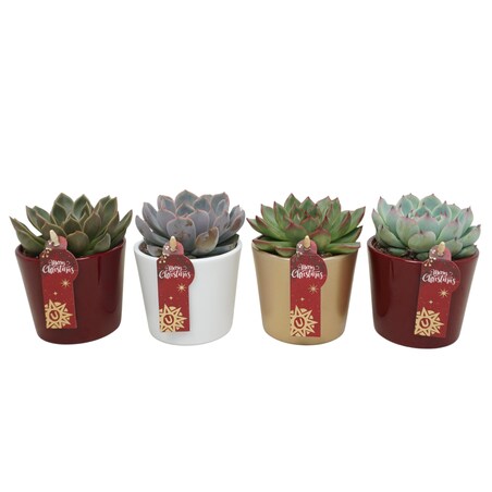 Zestaw 3 roślin Echeveria – mix w ceramice Ø8,5 cm | Wysokość 13 cm