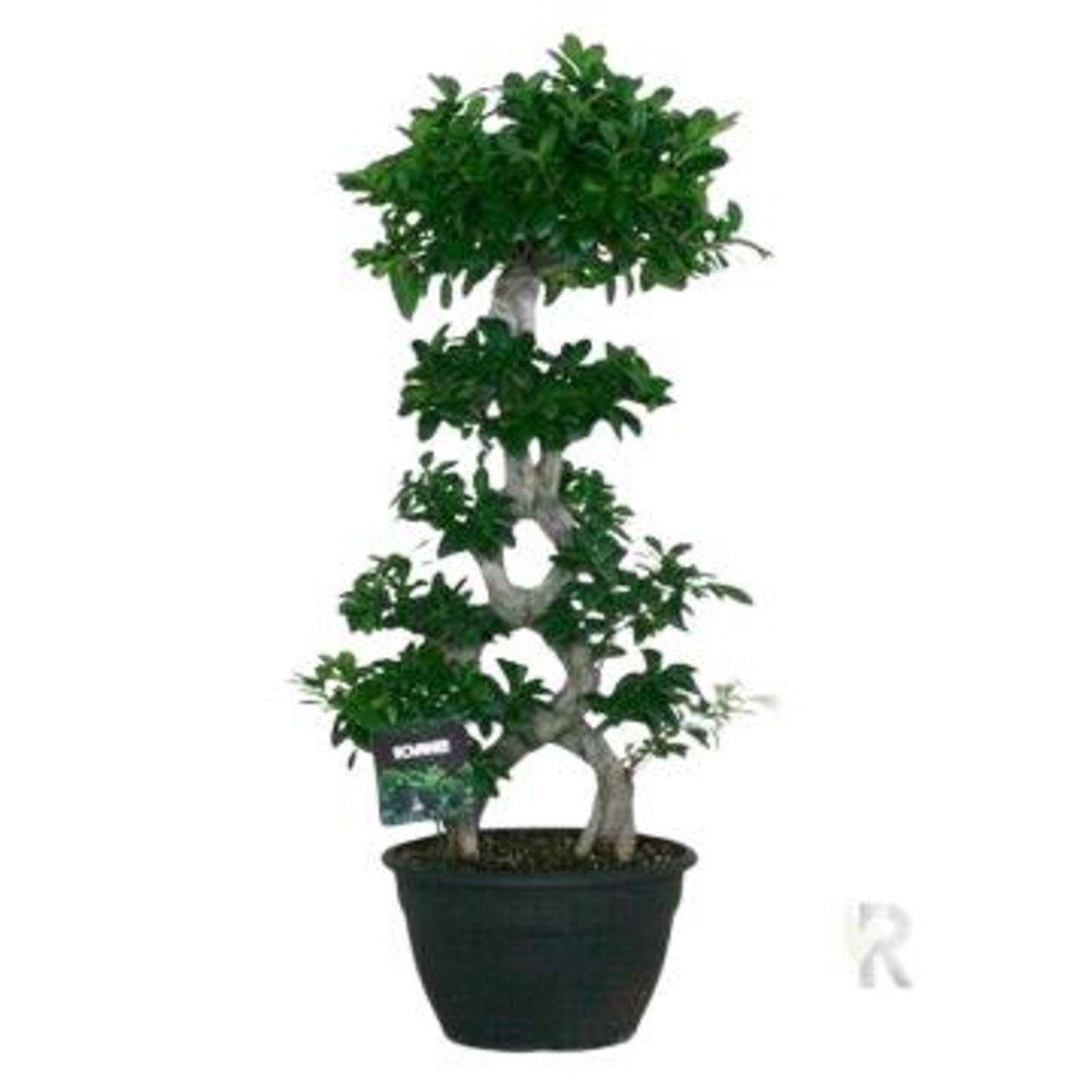 Ficus mic. Mega Bonsai XXL | Doniczka Ø 35 cm | Wysokość ok. 115 cm