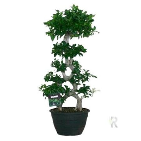 Ficus mic. Mega Bonsai XXL | Doniczka Ø 35 cm | Wysokość ok. 115 cm