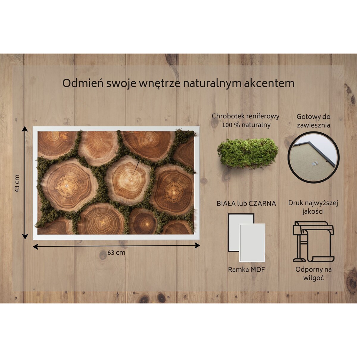 Obraz Przekrój pnia - mech chrobotek w białej ramie 60x40cm