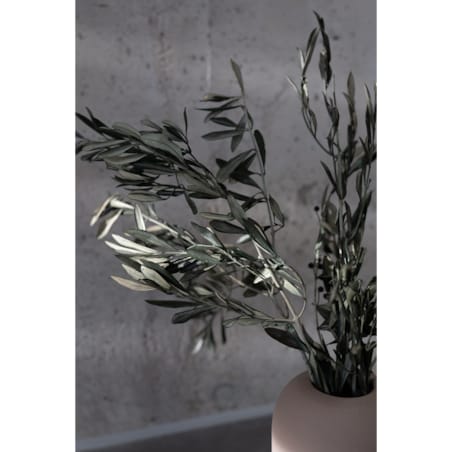 Stabilizowane Gałązki Oliwne