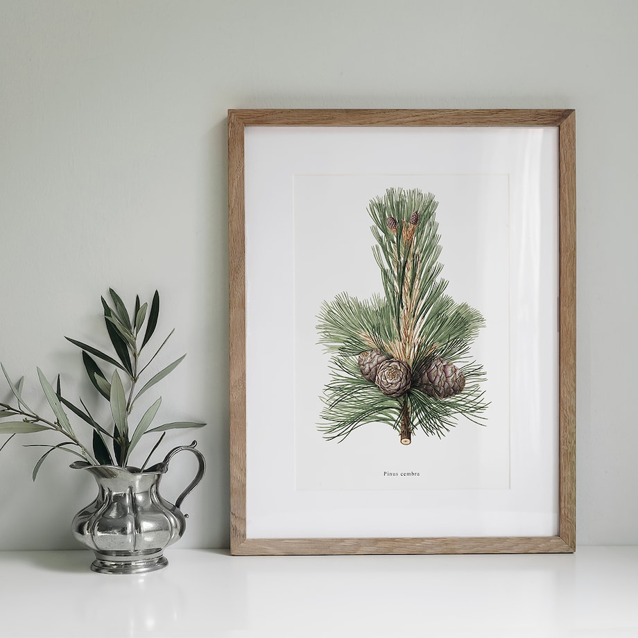 Plakat Gałązka sosny z szyszkami 30x40cm