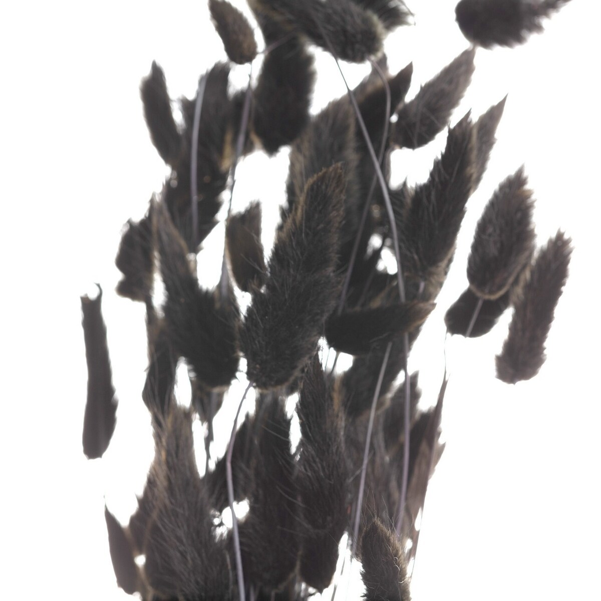 Bukiet Dmuszka 60cm dark brown, 5 x 5 x 60 cm