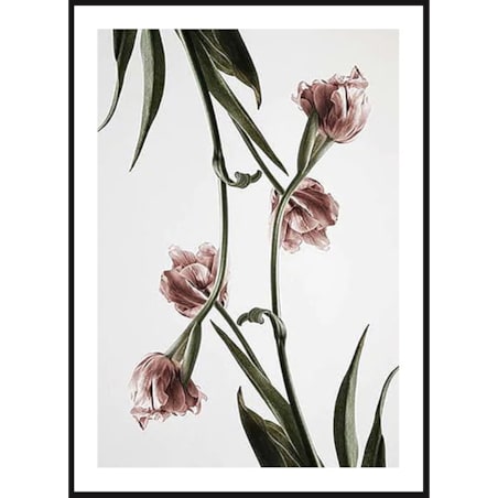 Poster Story, Plakat, Obraz - Różowe Tulipany No4, wymiary 70 x 100 cm