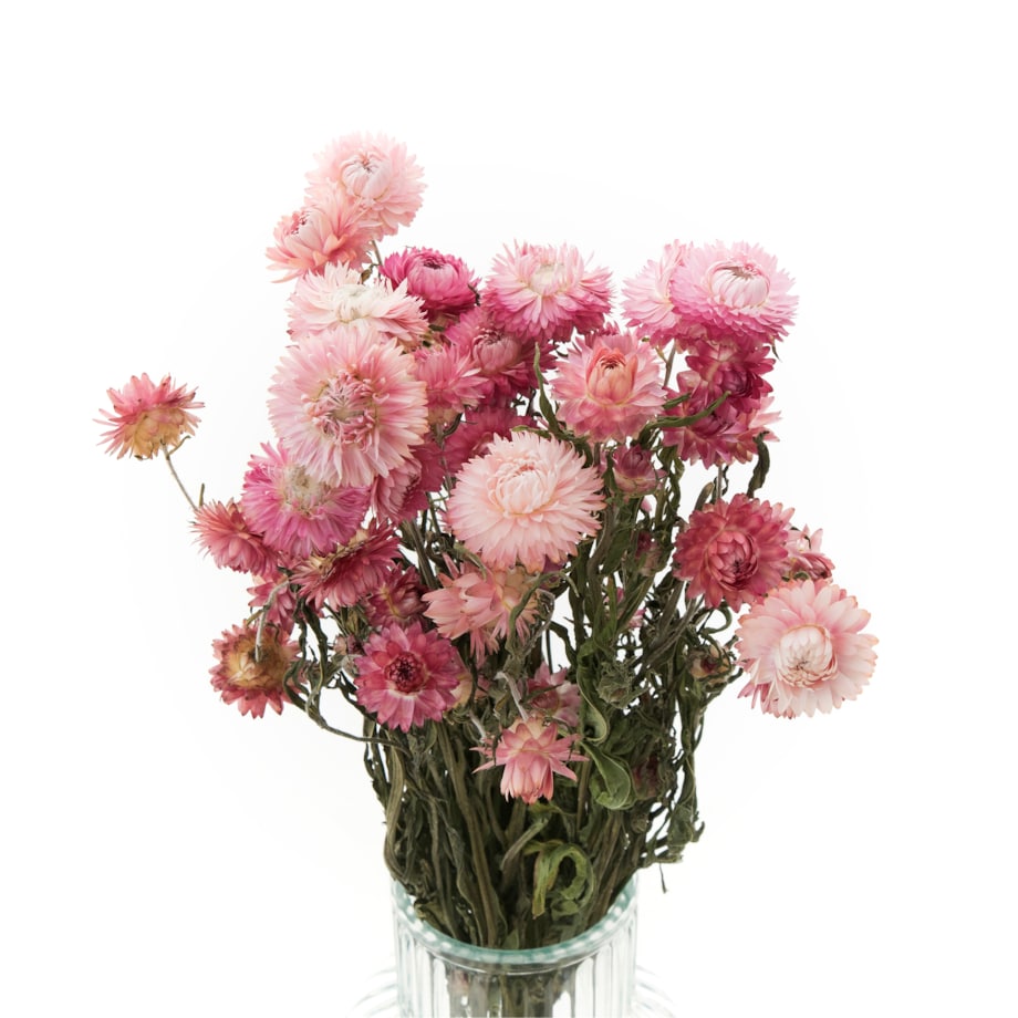 Kocanka Suszona Różowa