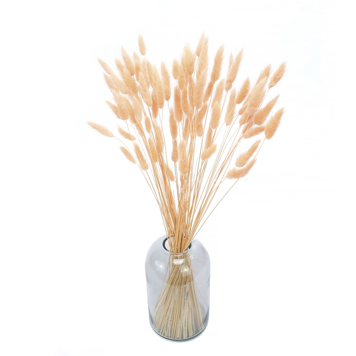 Lagurus Suszony Brzoskwiniowy