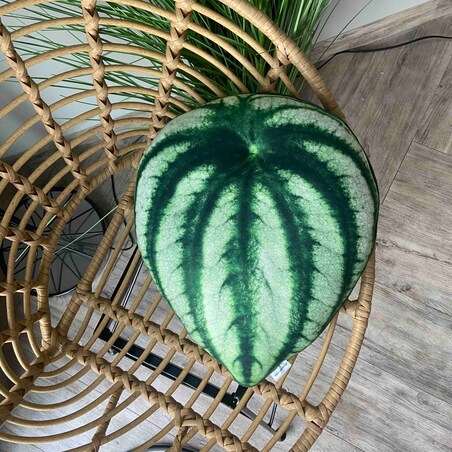 Poduszka Liść Peperomia argyreia Watermelon, Peperomia srebrzysta