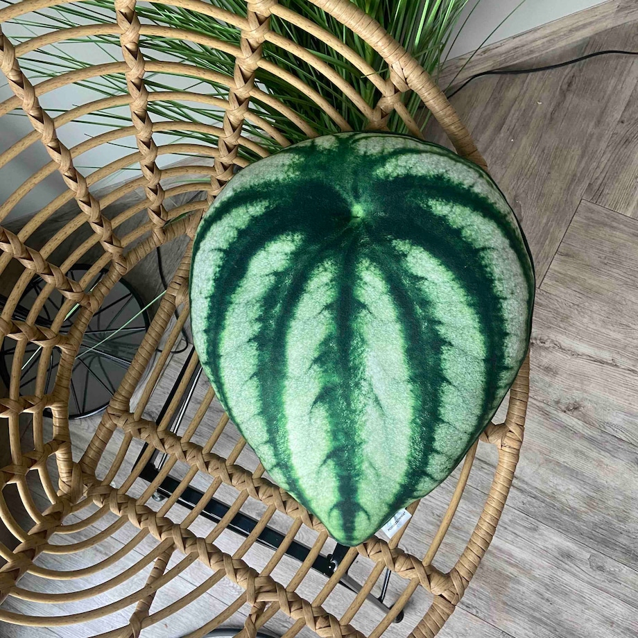 Poduszka Liść Peperomia argyreia Watermelon, Peperomia srebrzysta