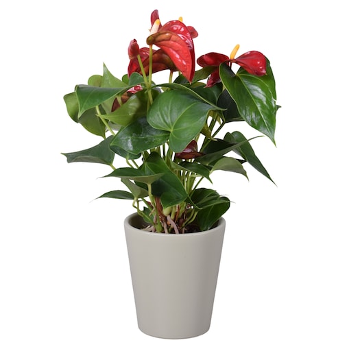 Anthurium w ceramicznej szarej doniczce Ø 11 cm | Wysokość ok. 30 cm