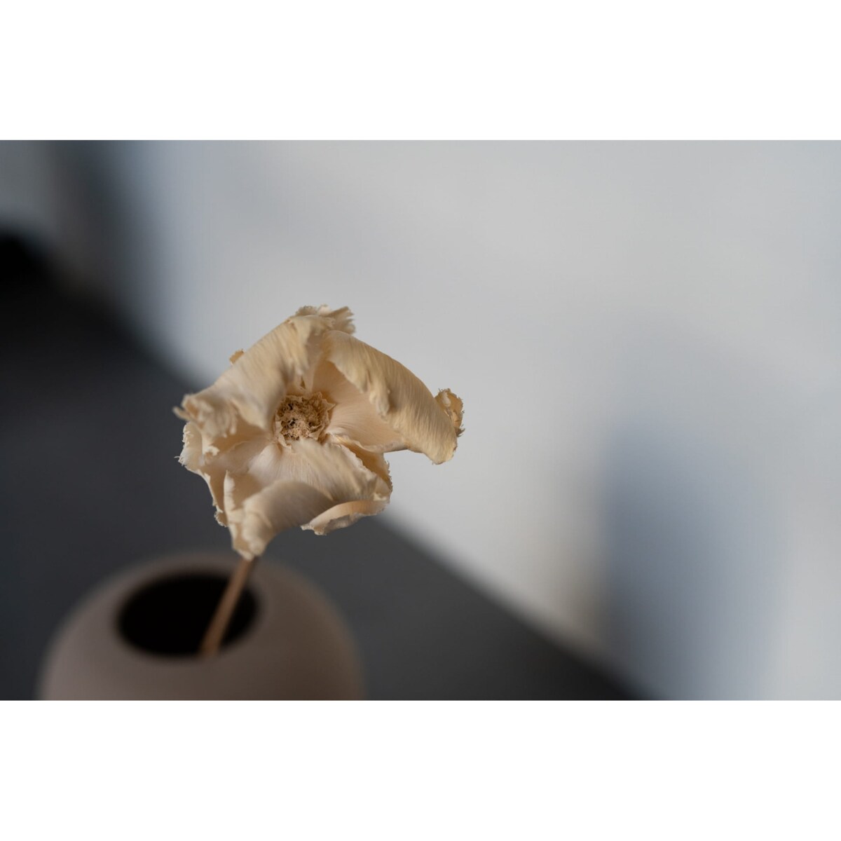 Kwiat orzechowca bielony