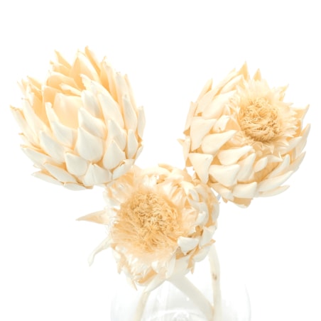 Suszony karczoch (Cynara) bielony xl - suszone kwiaty