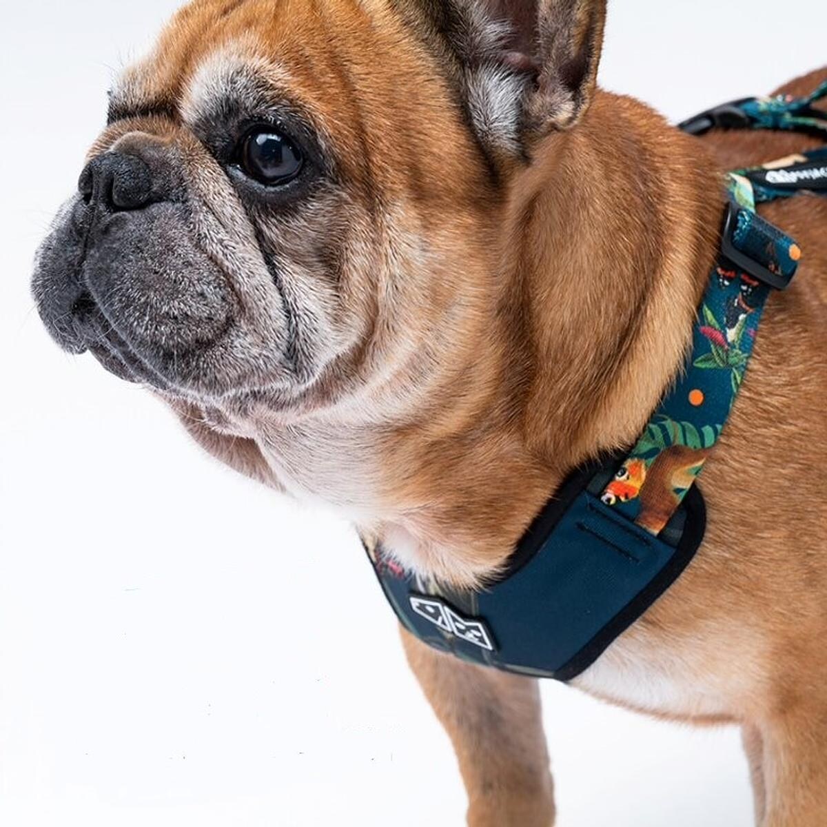 Szelki bezuciskowe dla psa lub kota "Psikolaż" - Szerokość taśmy: 25mm, Rozmiar: XL