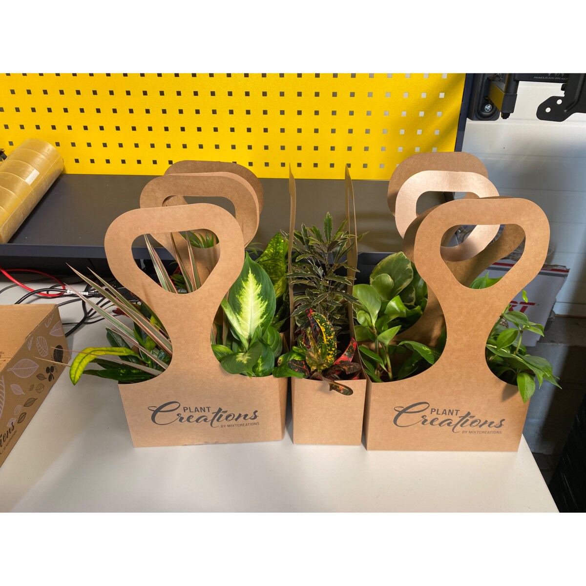 Mix 3 roślin losowych z Eco Tas gratis – doniczka Ø 9 cm – wysokość 30 cm