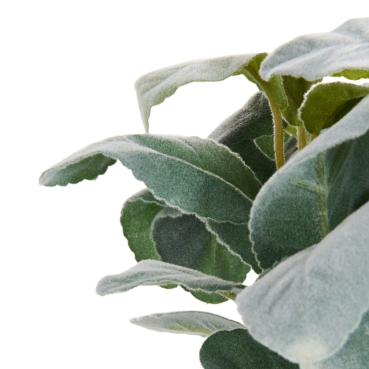 Sztuczna roślina PEPEROMIA ARGYREIA 30 cm Zielony