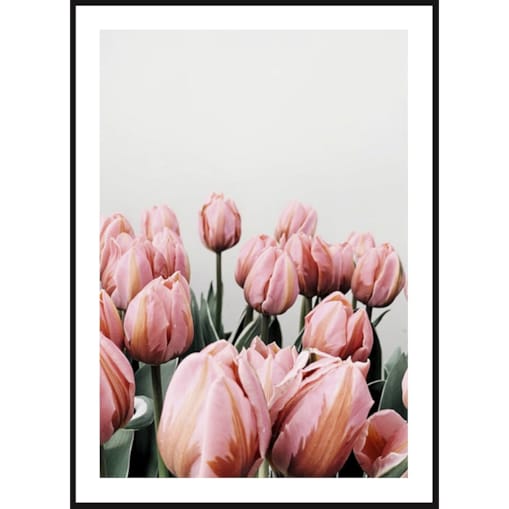 Poster Story, Plakat, Obraz - Różowe Tulipany na Szarym Tle, wymiary 30 x 42 cm