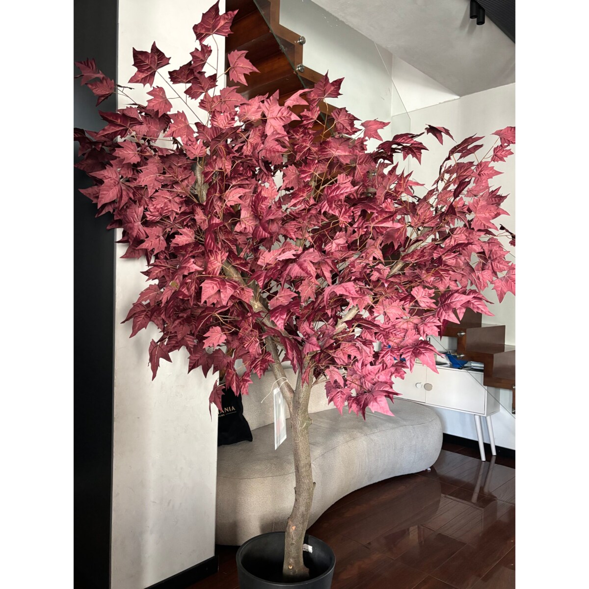 Drzewo klon bordowy na naturalnym pniu 220 cm