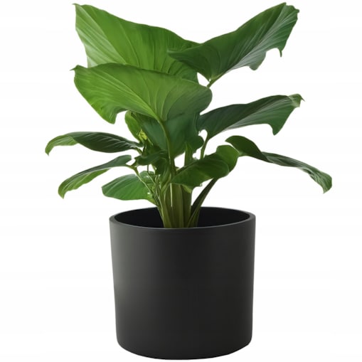 DONICZKA CERAMICZNA DUŻA 19cm czarna osłonka okrągła na bonsai do palmy