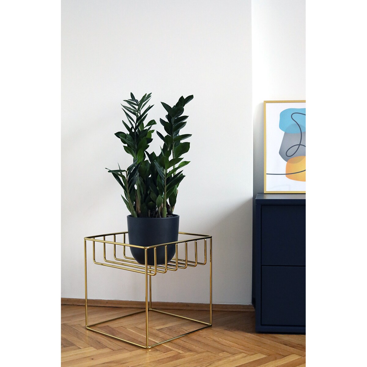 Kwietnik ancymon złoty