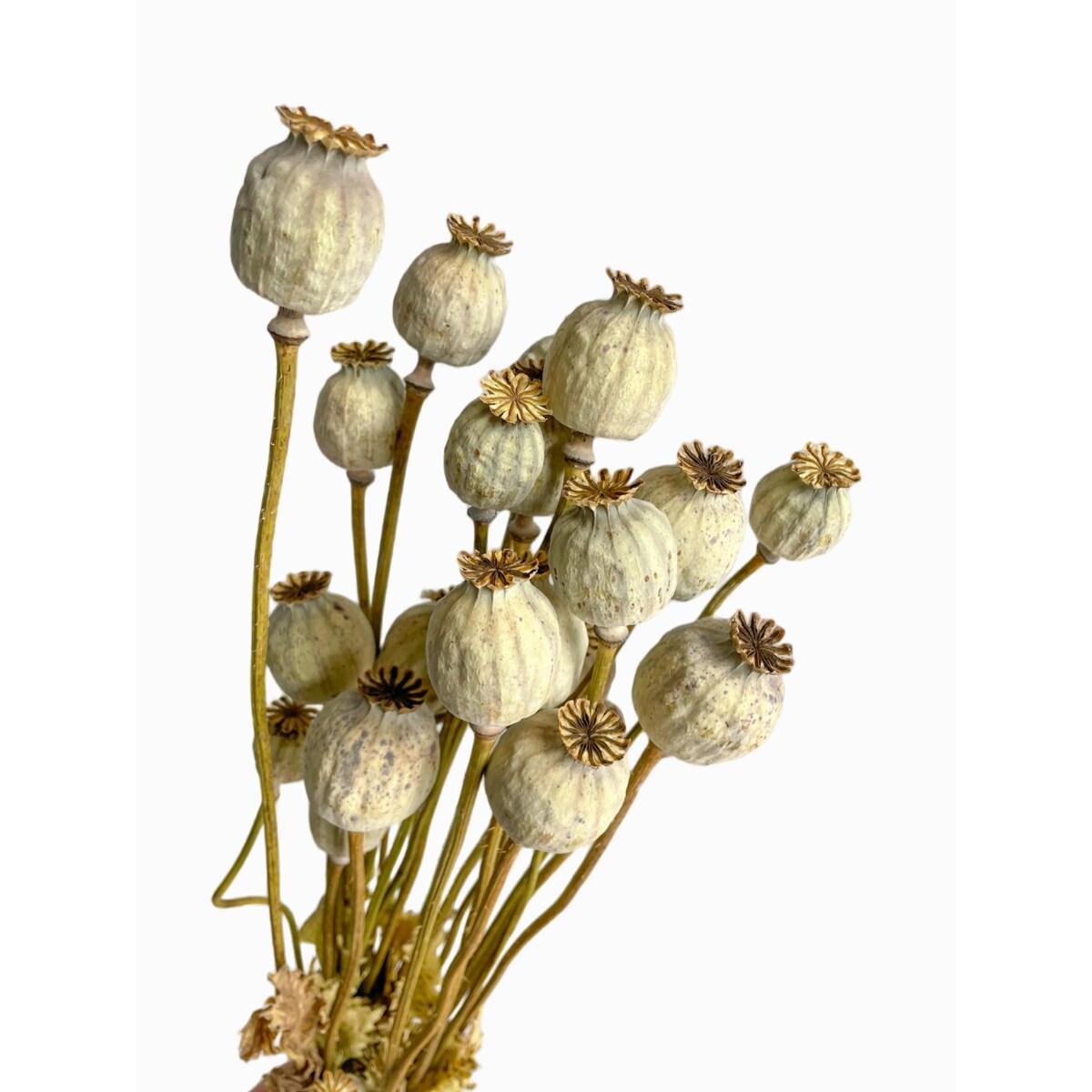 Suszone Makówki 10 szt.