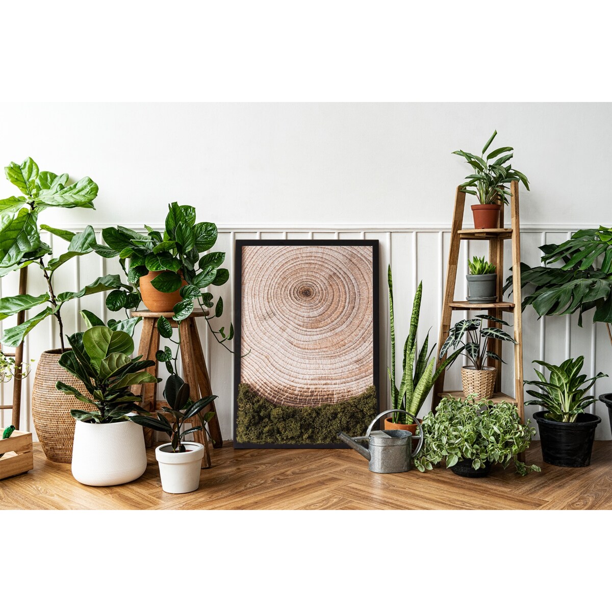 Obraz Słoje drewna - mech chrobotek w czarnej ramie 40x60cm