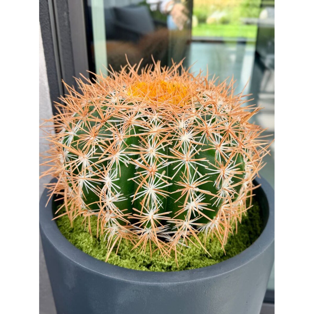 KAKTUS KULISTY 25 CM