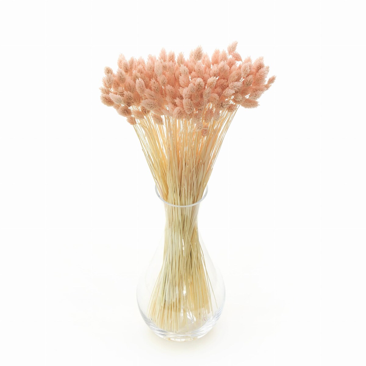 Phalaris Suszony Jasnoróżowy