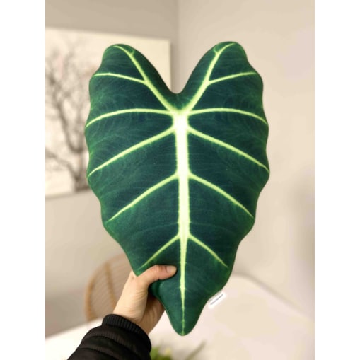 Poduszka liść Alokazja micholitziana Frydek