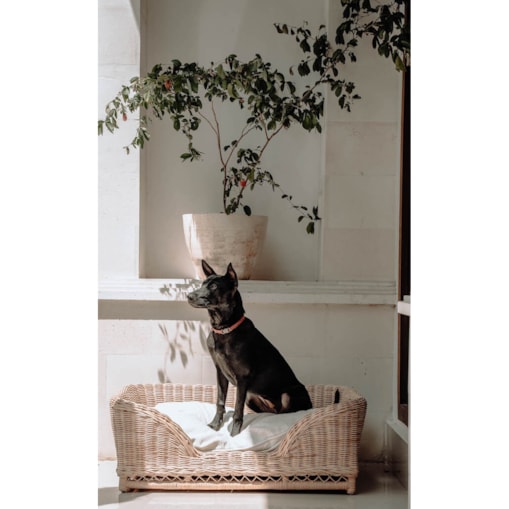 KALUA LEGOWISKO KOSZ DLA PSA M