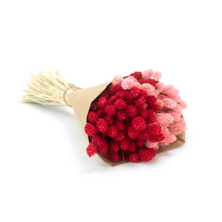 Zestaw duo suszonych traw phalaris jasnoróżowy & phalaris czerwony