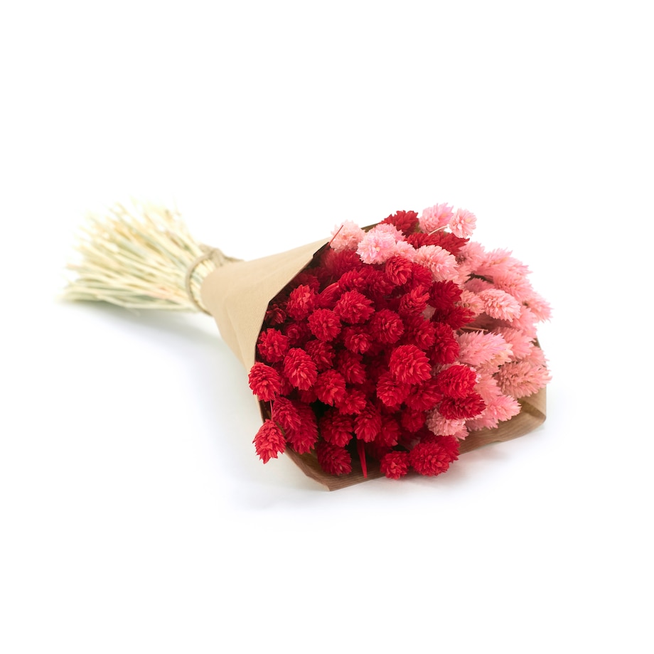 Zestaw duo suszonych traw phalaris jasnoróżowy & phalaris czerwony