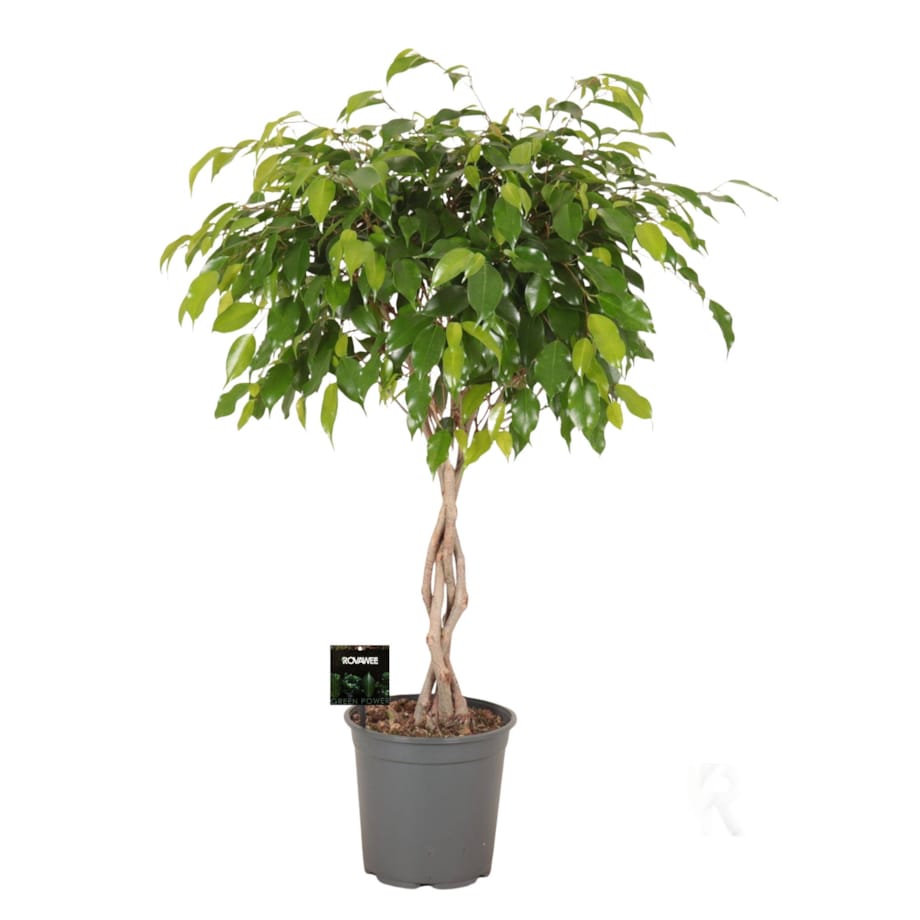 Fikus Exotica XXL – spleciony pień | Doniczka Ø 21 cm | Wysokość ok. 90 cm