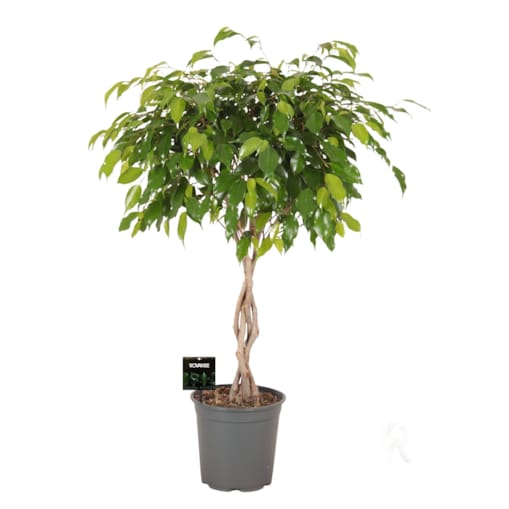 Fikus Exotica XXL – spleciony pień | Doniczka Ø 21 cm | Wysokość ok. 90 cm