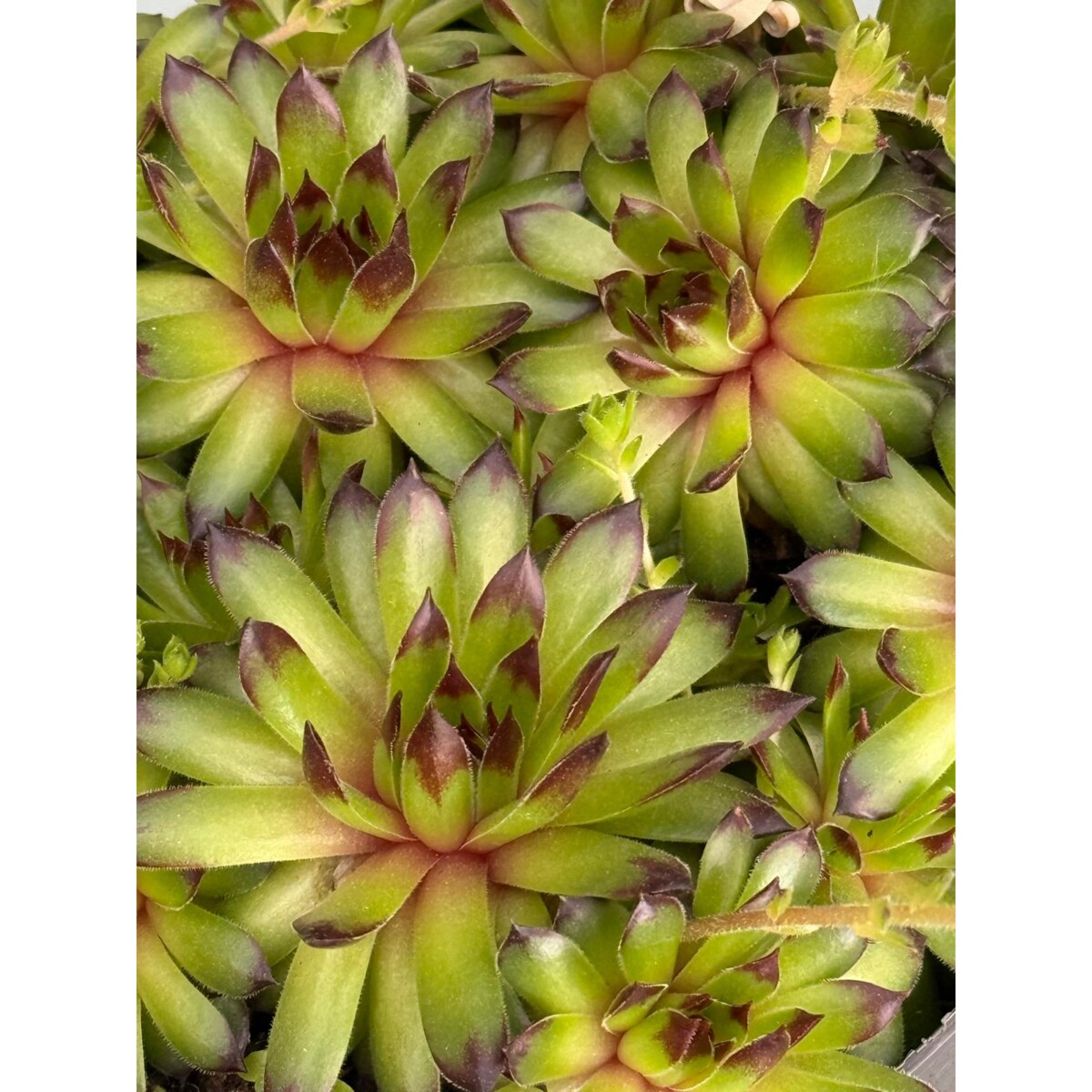 ROJNIK|Sempervivum doniczka 17cm wysokość 20cm