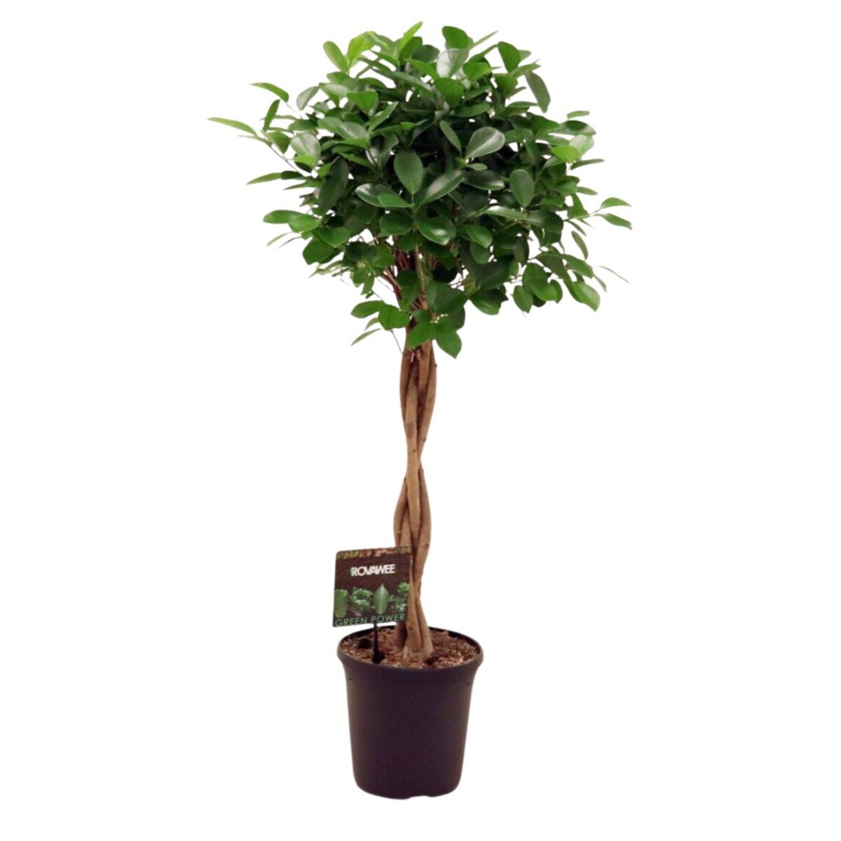 Ficus micr. Moclame spleciony pień XXL doniczka 23cm wysokość 110cm