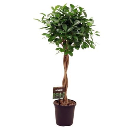 Ficus micr. Moclame spleciony pień XXL doniczka 23cm wysokość 110cm