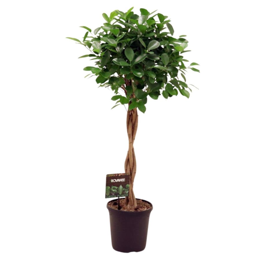Ficus micr. Moclame spleciony pień XXL doniczka 23cm wysokość 110cm