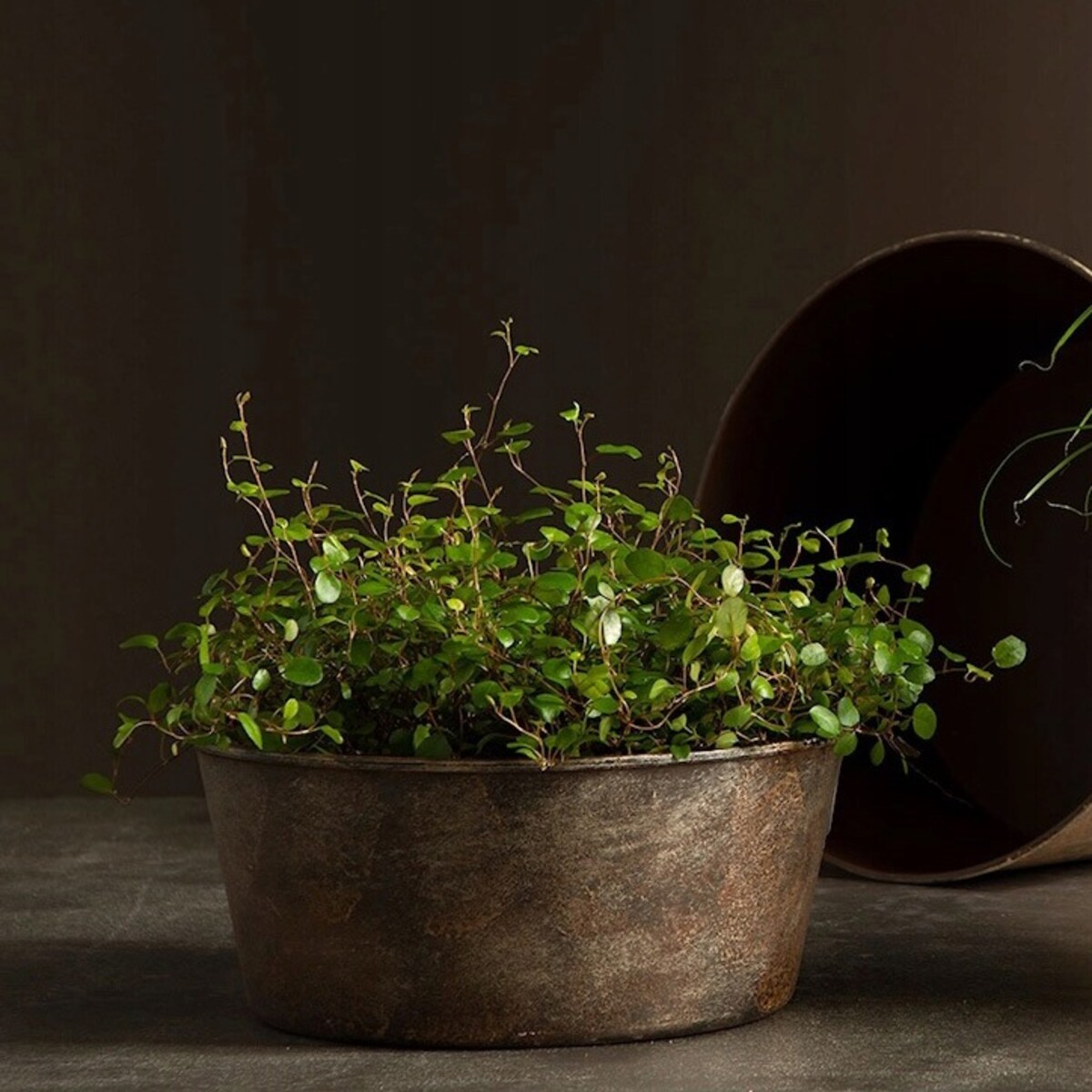 OSŁONKA NA DONICZKĘ NA BONSAI BALKON TARAS PARAPET KWIATY 30cm DO OGRODU