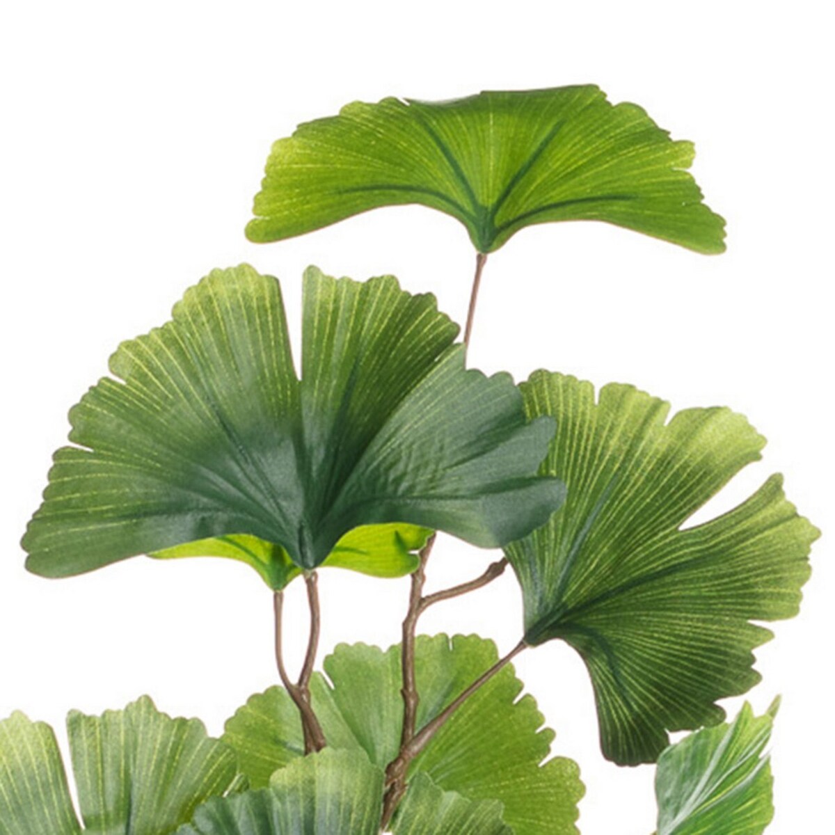 Miłorząb japoński na gałązce 90cm, 15 x 15 x 90 cm