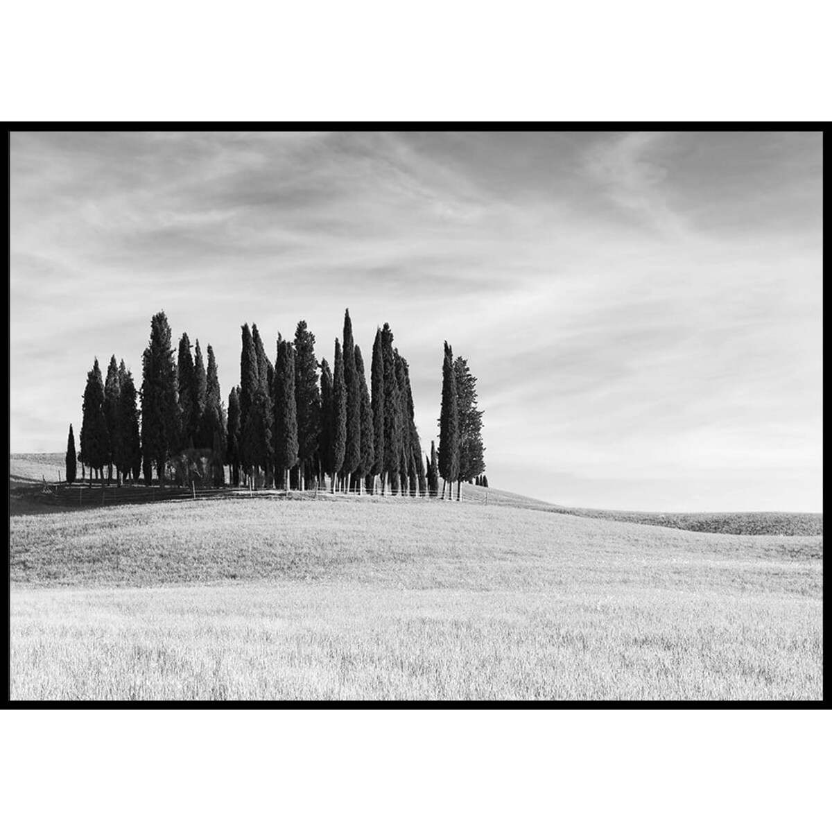plakat cyprysy wzgórze toskania włochy 30x40 cm