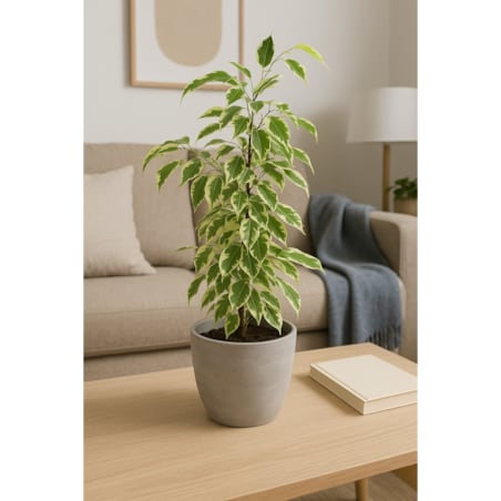 Ficus benjamina Samantha| Doniczka Ø 14 cm | Wysokość ok. 55 cm
