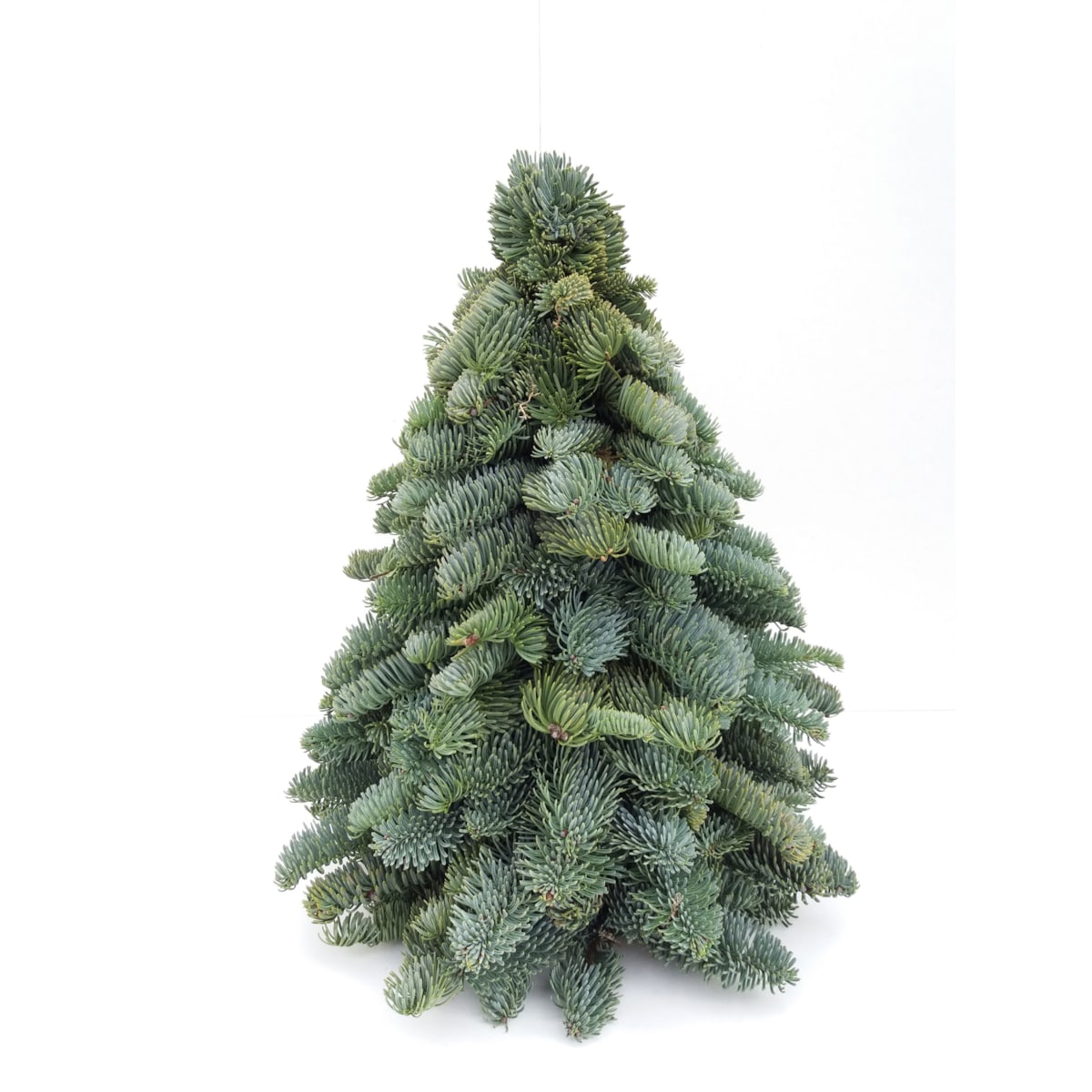 Choinka na Boże Narodzenie – Jodła Nobilis Wysokość ok. 40 cm