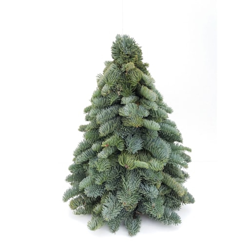 Choinka na Boże Narodzenie – Jodła Nobilis Wysokość ok. 40 cm