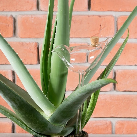 KULA nawadniająca NAWADNIACZ do roślin i kwiatów doniczek PTAK 140ml