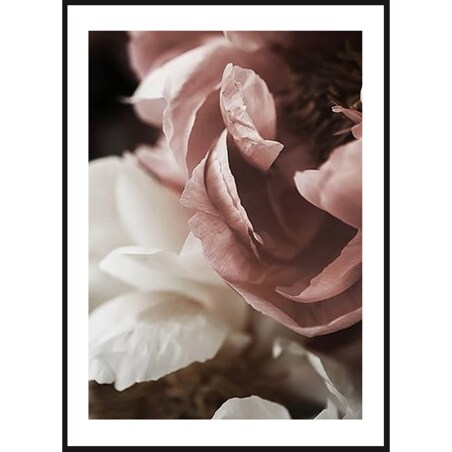 Poster Story, Plakat, Obraz - Piwonie Białe i Pudrowe w Rozkwicie No4, wymiary 42 x 60 cm